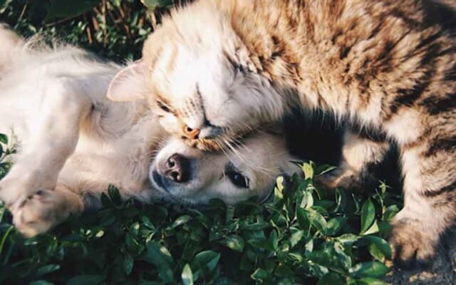 Top-5-Tips-to-Keep-Your-Pet-Energetic,-Healthy,-and-Content
