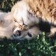 Top-5-Tips-to-Keep-Your-Pet-Energetic,-Healthy,-and-Content