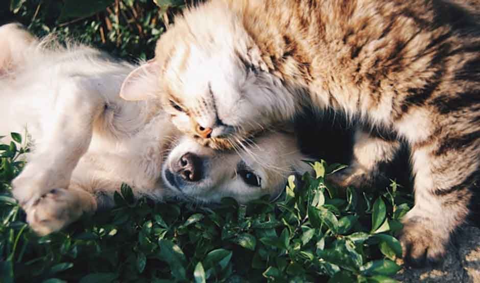 Top-5-Tips-to-Keep-Your-Pet-Energetic,-Healthy,-and-Content