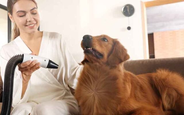 The Science of Drying: Why Proper Post-Bath Care Matters for Dogs
