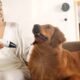 The Science of Drying: Why Proper Post-Bath Care Matters for Dogs