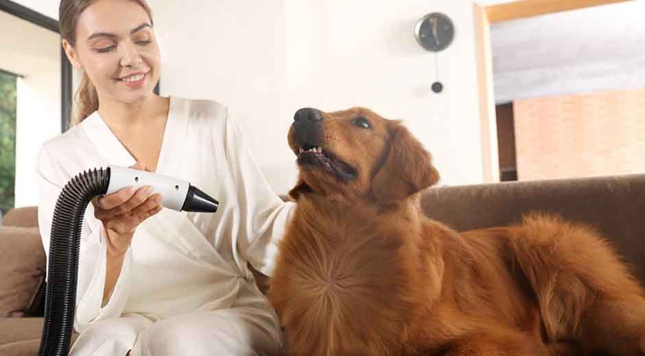The Science of Drying: Why Proper Post-Bath Care Matters for Dogs